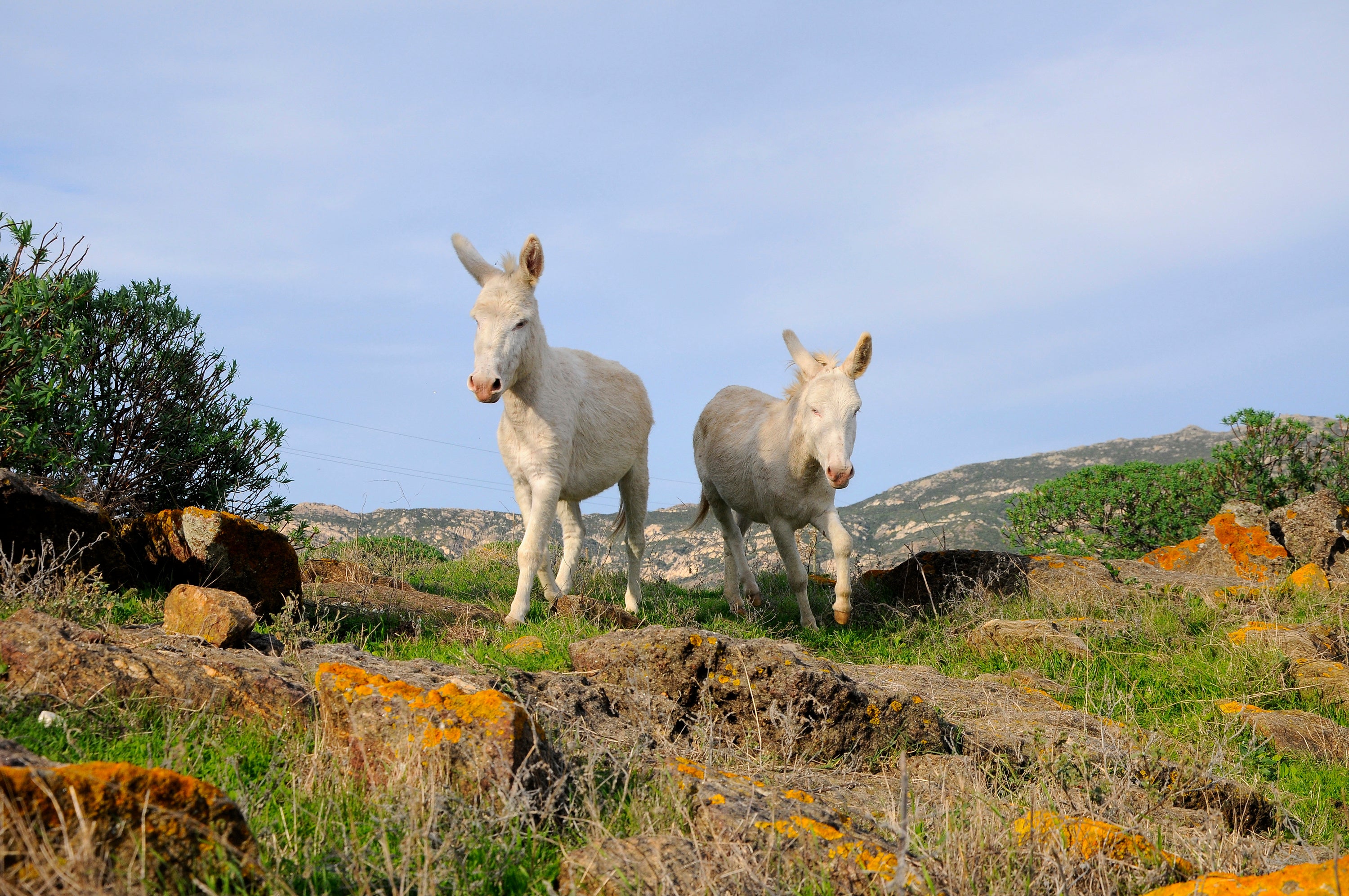Alla scoperta dell’Asinara