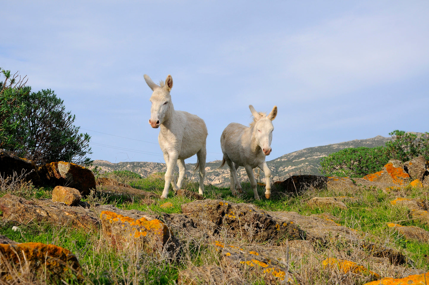 Alla scoperta dell’Asinara