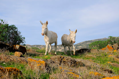 Alla scoperta dell’Asinara